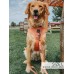 Apple Cider - Adjustable Harness  - XSmall