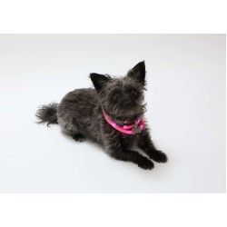 Pink - Silicone Cuttable LED Illuminated Dog Collar - USB Rechargeable 