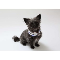 White - Silicone Cuttable LED Illuminated Dog Collar - USB Rechargeable 